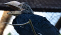 ZOO Olomouc čekala osm let. Zoborožci šedolící mají dvě mláďata