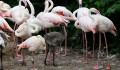 Ptačí přírůstky. V ZOO Olomouc se narodilo 7 plaměňáků