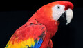 Papoušci jsou zpět v novém. Olomoucká zoo ukáže i druhy dosud skryté návštěvníkům