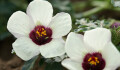 V Olomouci vykvetly desítky kriticky ohrožených ibišků. Vědci je musí odstranit