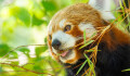 V Zoo Olomouc už nemusíte číst cedule. Informace vám nově řekne mobil