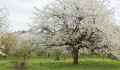 Chystají první sečení, koncert i výstavu. Třešňový sad zase ožívá