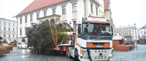 Olomoucký vánoční stromek už je na místě