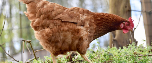 Pseudomor řádí i na Olomoucku. Lidé mají nahlašovat své chovy