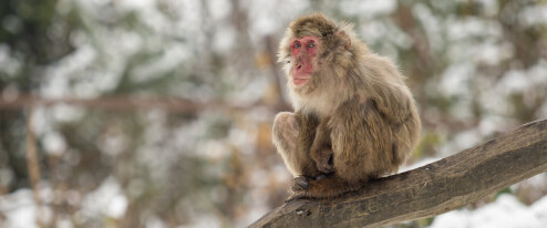 Respektovaná do posledního dne. Olomoucká zoo přišla o nejstarší samici makaka Babču
