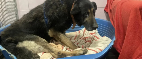 Devět let množila psy v otřesných podmínkách. Žena z Prostějovska dostala pokutu a podmínku