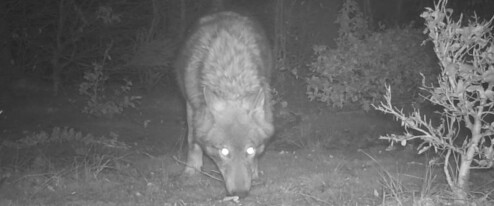 Otrava se neprokázala. Policie případ čtyř mrtvých vlků na Jesenicku odložila