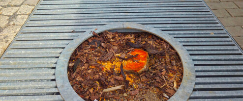 Kácení stromů pobouřilo Olomoučany. Náměstek teď slibuje nápravu