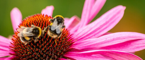Jaro probouzí i hmyz. Jak se starat o čmeláky na zahradě?