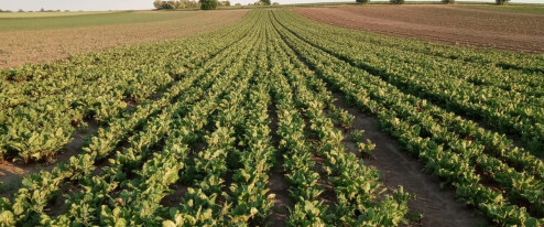 Nejdřív jahody, pak česnek a oblíbené melouny. Kdy začíná samosběr?