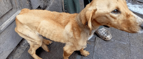 Veterináři odhalili v kraji nelegální množírny. Desítky psů žily v otřesných podmínkách