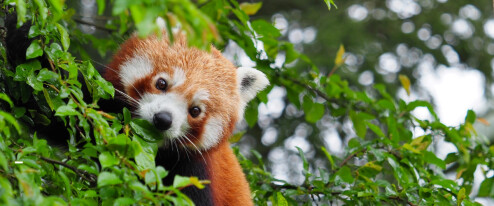 Olomoucká zoo slaví. Poprvé přivítala na svět mláďata pandy červené