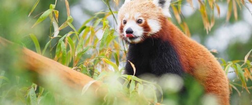 ZOO Olomouc shání bambus pro nově narozené pandy červené