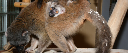 V olomoucké ZOO se narodilo mládě lemura. Je to kluk nebo holčička?
