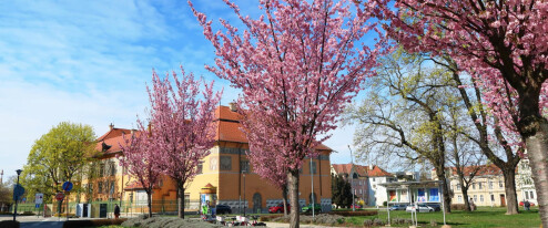 Vypadá uschlý, ale ještě může žít. Prostějov sleduje přes tisíc nových stromů