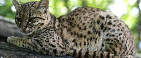 Zoo Olomouc má dvě nová koťata. Zahlédnout je chce pořádnou dávku štěstí