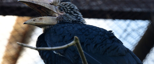 ZOO Olomouc čekala osm let. Zoborožci šedolící mají dvě mláďata