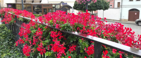 Šternberk vybírá nejhezčí balkon a předzahrádku. Vítěze ukáže v září