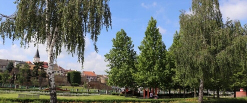 Přerov prověří svou zeleň. Studie za 1,56 milionu ukáže, co s ní dál