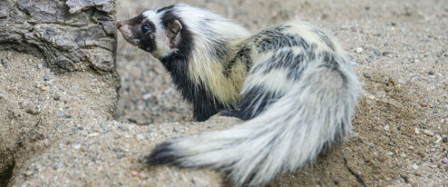 Připomíná skunka a umí pořádně zapáchat. Zoo Olomouc má nový druh i tři mláďata