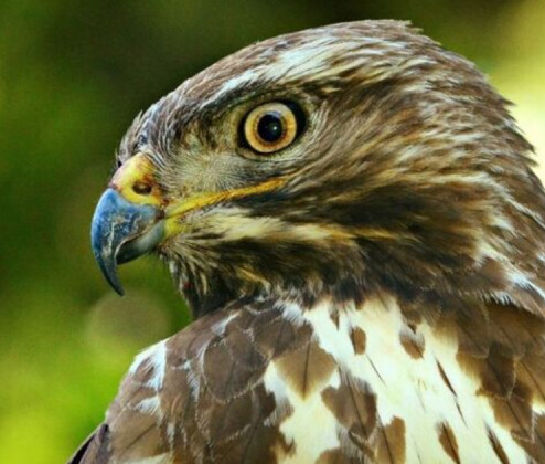 Olovo v lese dělá neplechu. O otráveného dravce se teď stará záchranná stanice