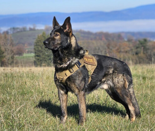 Vloupání a desetitisícové škody. Šumperské zloděje odhalil pes Adin, hrozí jim vězení