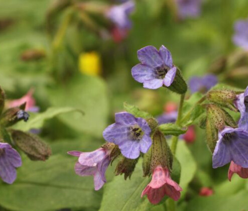Jaro probouzí květiny v Litovelském Pomoraví. Na které se vyrazit podívat?