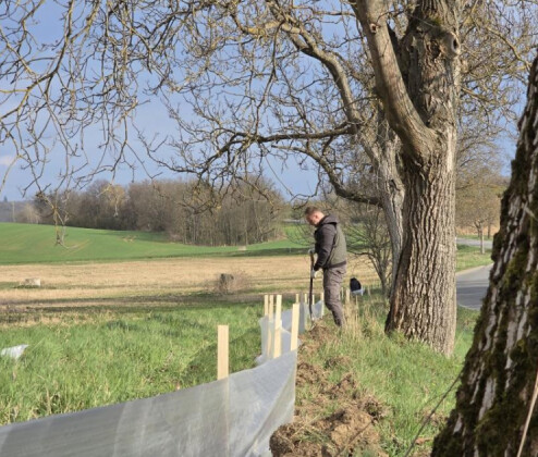 Stovky zábran, stovky zachráněných žab. Ve Šternberku pomáhají dobrovolníci