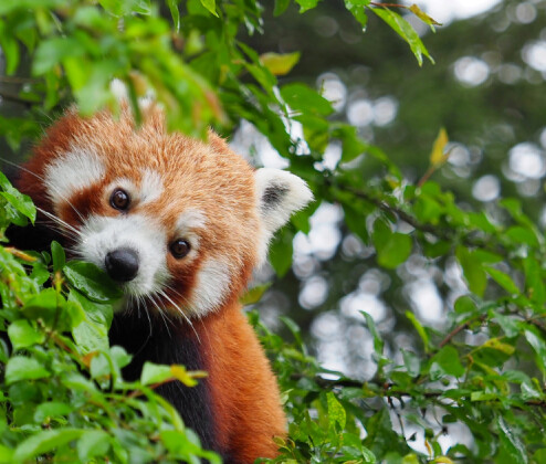 Olomoucká zoo slaví. Poprvé přivítala na svět mláďata pandy červené