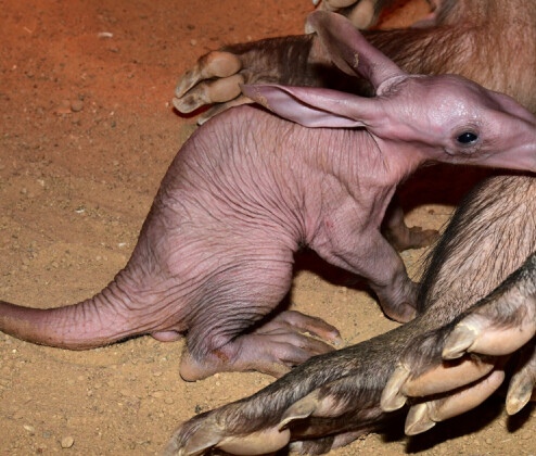 Zoo Olomouc přivítala mládě hrabáče kapského