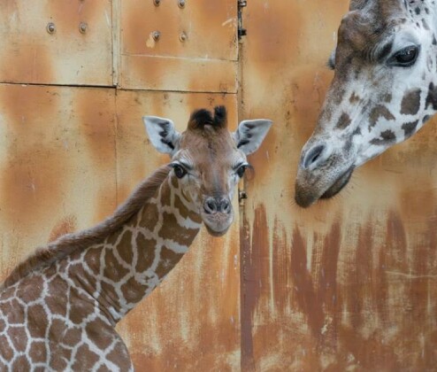 Highlighty týdne: Dvojitá radost v olomoucké zoo i vizualizace nové budovy fakultky