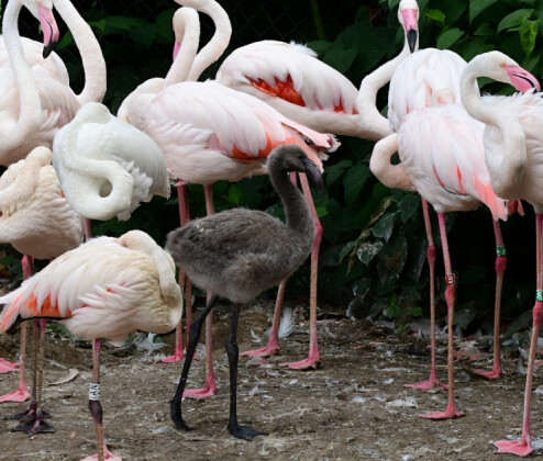 Highlighty týdne: Další mláďata v olomoucké zoo i možnost koupit jízdenku MHD kartou přímo ve voze