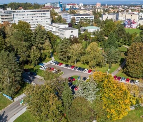 Olomouc označila deset významných stromů. Některé čelily i snahám o pokácení