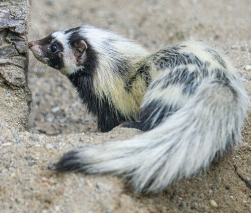 Připomíná skunka a umí pořádně zapáchat. Zoo Olomouc má nový druh i tři mláďata